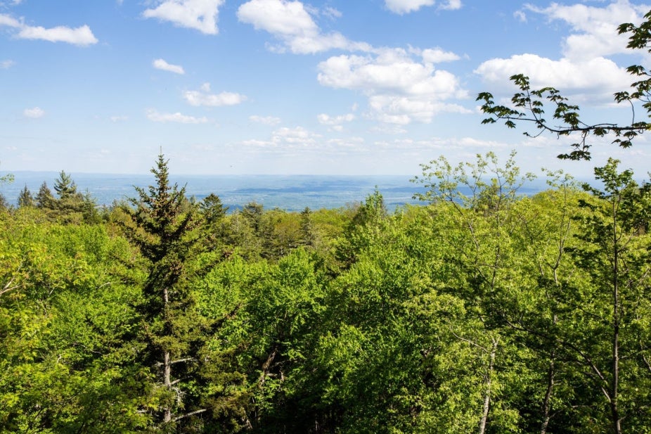 Vista over a temperate forest.