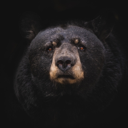 Bear face blending into dark background