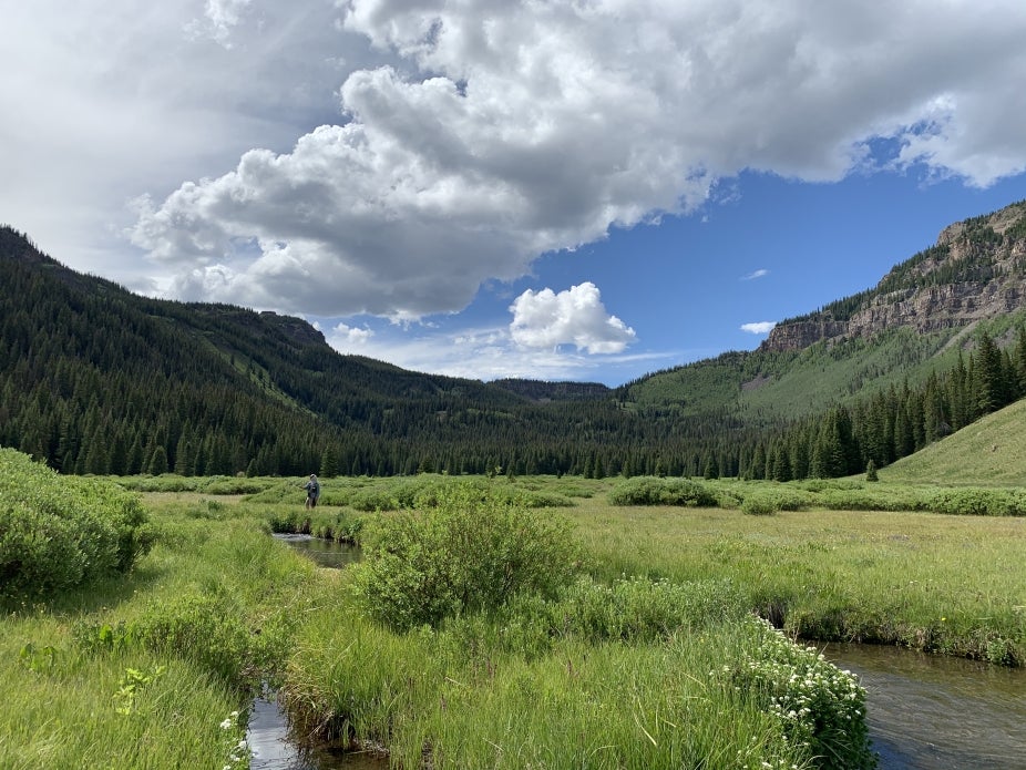 Nature scene with a stream, lush grass and evergreens with a blue sky and clouds