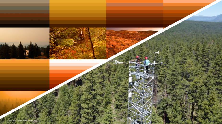 A fluxnet tower with weather instruments in an evergreen forest. 
