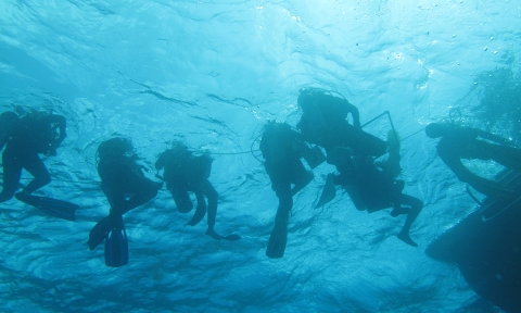 REU students in the BIOS program go scuba diving in Bermuda to collect data