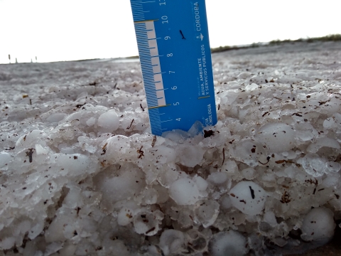 Using a ruler to measure large hail in a field