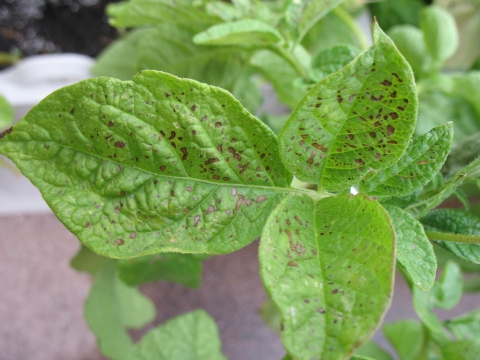 Image of the leaves of a plant showing Ozone damage as brown spots.