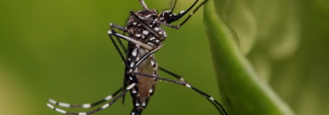 An aedes aegypti mosquito