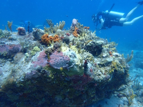 A scuba diver swims over a coral reef