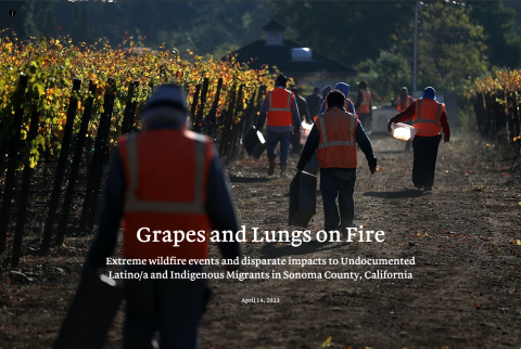 Agricultural workers walk past grape vines with empty tubs in hand