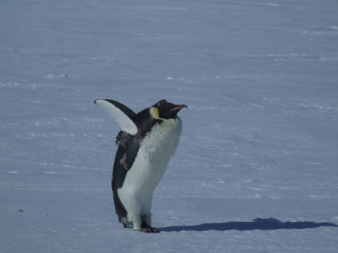 A penguin on an ice sheet