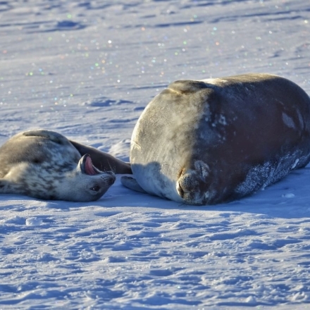 Baby sea lion calling to a napping adult sea lion. 