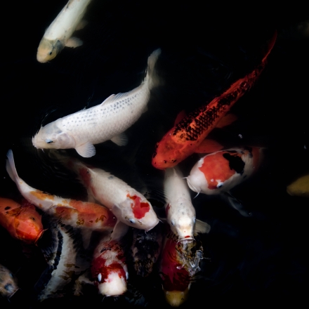 Koi fish in dark water