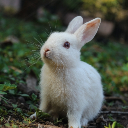 White baby bunny
