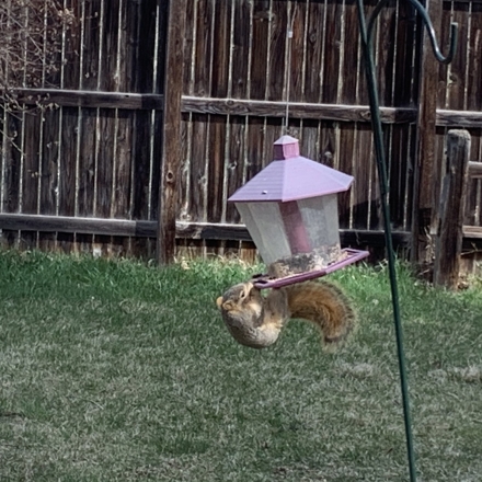 Squirrel eating out of a birdfeeder