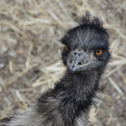 Black emu face taken at the Denver Zoo