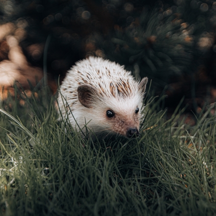 White hedgehog in grass